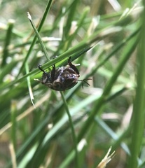 Exomala orientalis