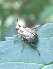 Exomala orientalis