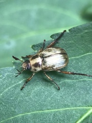 Exomala orientalis