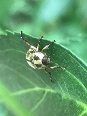 Exomala orientalis