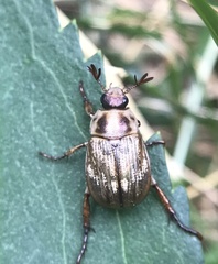 Exomala orientalis