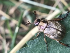 Exomala orientalis