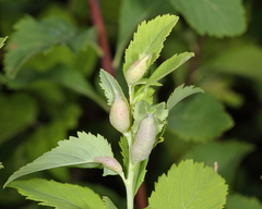 Dasineura salicifoliae