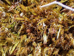 Dicranum howellii