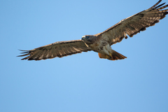Buteo jamaicensis