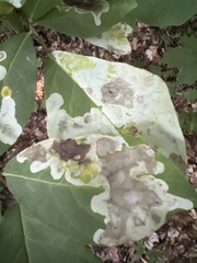 Leucanthiza dircella