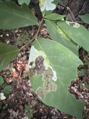 Leucanthiza dircella