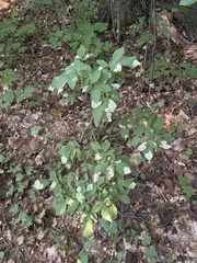 Leucanthiza dircella