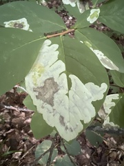 Leucanthiza dircella