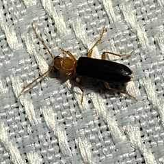 Xanthochroina bicolor
