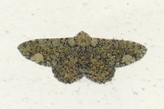 Ophthalmitis xanthypochlora