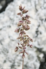 Poa badensis