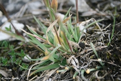 Poa badensis