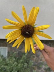 Helianthus annuus