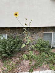 Helianthus annuus