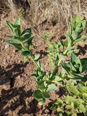 Euphorbia marginata