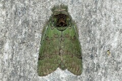 Netria viridescens