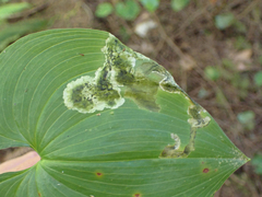 Parallelomma vittatum