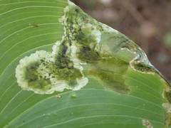 Parallelomma vittatum