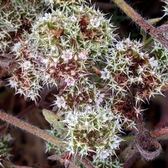 Chorizanthe cuspidata