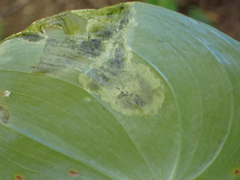 Parallelomma vittatum