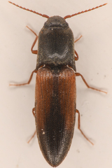 Agriotes thevenetii
