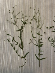 Stellaria borealis