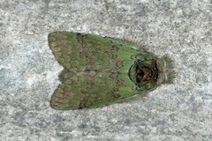 Netria viridescens