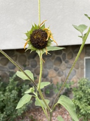Helianthus annuus
