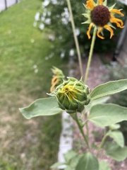 Helianthus annuus