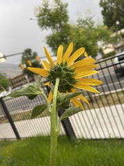 Helianthus annuus