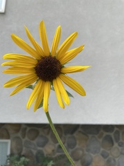Helianthus annuus