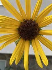 Helianthus annuus