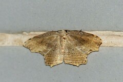Phalacra