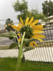 Helianthus annuus