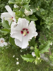 Hibiscus syriacus
