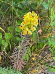 Linaria vulgaris