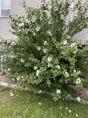Hibiscus syriacus