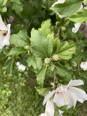 Hibiscus syriacus
