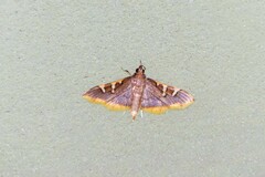 Prophantis adusta
