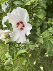 Hibiscus syriacus