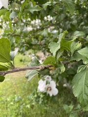 Hibiscus syriacus