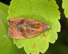 Evora hemidesma