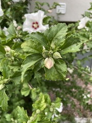 Hibiscus syriacus