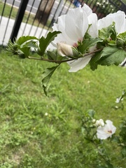 Hibiscus syriacus