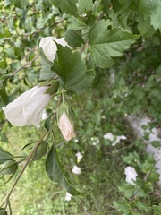 Hibiscus syriacus