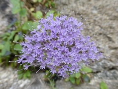 Trachelium caeruleum