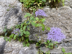 Trachelium caeruleum