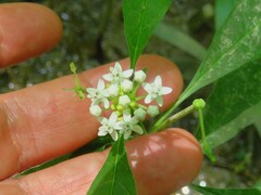 Asclepias perennis