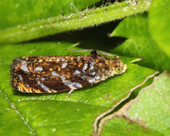 Olethreutes auricapitana